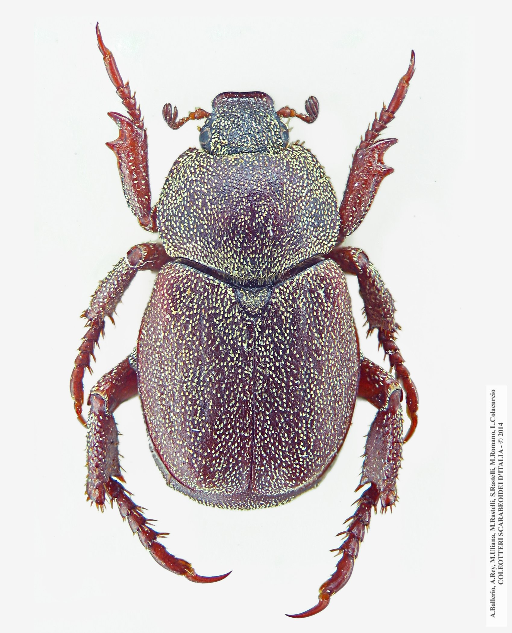 Hoplia graminicola, maschio